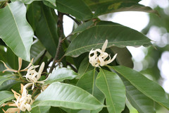 Michelia alba